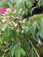 Magnoliopsida