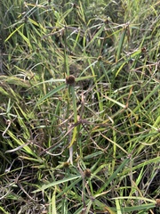 Cyperus melanospermus