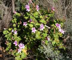 Pelargonium cucullatum strigifolium