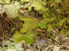 Pseudocyphellaria episticta