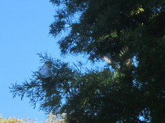 Cacatua sanguinea × Eolophus roseicapilla