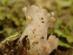 Pseudocyphellaria episticta