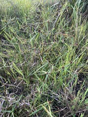 Cyperus melanospermus