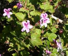Pelargonium cucullatum strigifolium