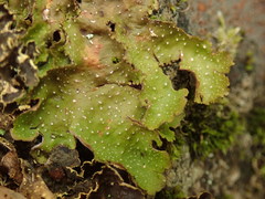 Pseudocyphellaria episticta
