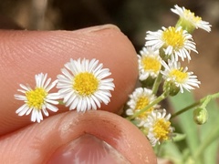 Erigeron socorrensis