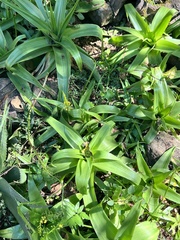 Bulbine latifolia latifolia