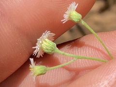 Erigeron socorrensis