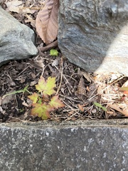 Acer pictum
