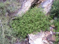Pelargonium trifidum