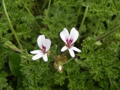 Pelargonium trifidum