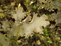 Pseudocyphellaria dissimilis