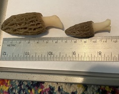 Morchella brunnea