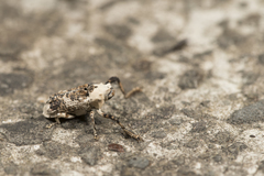 Gasterocercus onizo