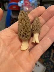 Morchella brunnea