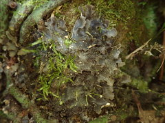 Pseudocyphellaria dissimilis