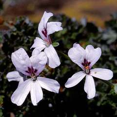Pelargonium echinatum