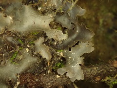 Pseudocyphellaria dissimilis