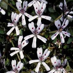Pelargonium echinatum