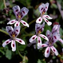 Pelargonium echinatum