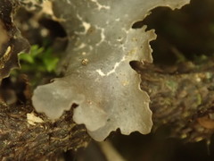 Pseudocyphellaria dissimilis