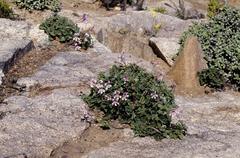 Pelargonium echinatum