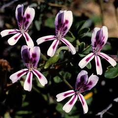 Pelargonium echinatum
