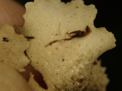Pseudocyphellaria dissimilis