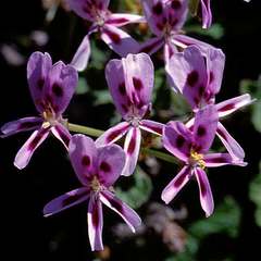Pelargonium echinatum