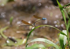 Argia rhoadsi
