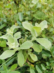 Helichrysum panduratum