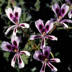 Pelargonium echinatum