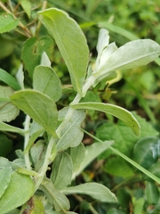 Helichrysum panduratum
