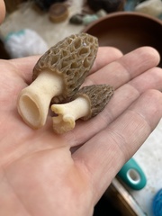 Morchella brunnea