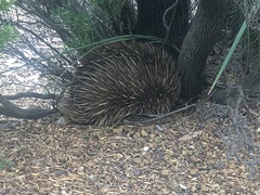 Tachyglossus aculeatus multiaculeatus