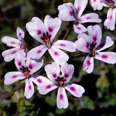 Pelargonium echinatum