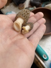 Morchella brunnea