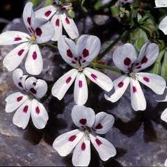 Pelargonium echinatum