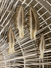 Morchella brunnea