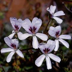 Pelargonium echinatum