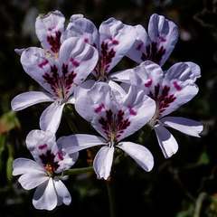Pelargonium echinatum