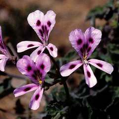 Pelargonium echinatum