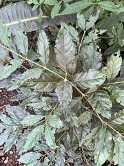Sherbournieae