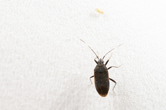 Neolethaeus assamensis