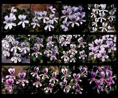 Pelargonium echinatum