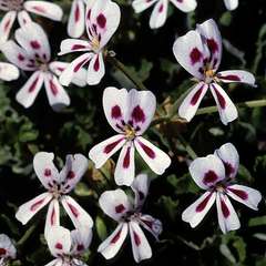 Pelargonium echinatum