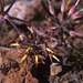Pelargonium leipoldtii - Photo (c) damionjp, algunos derechos reservados (CC BY-NC), subido por damionjp