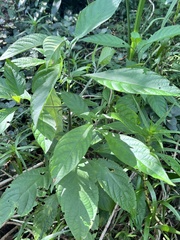 Metarungia pubinervia