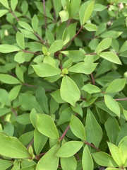 Enkianthus perulatus