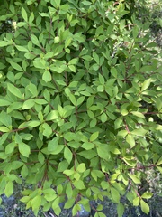 Enkianthus perulatus